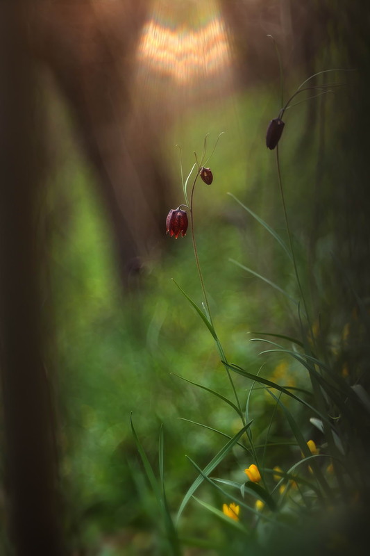 Фотографія В лісових хащах / Сергій Марков / photographers.ua