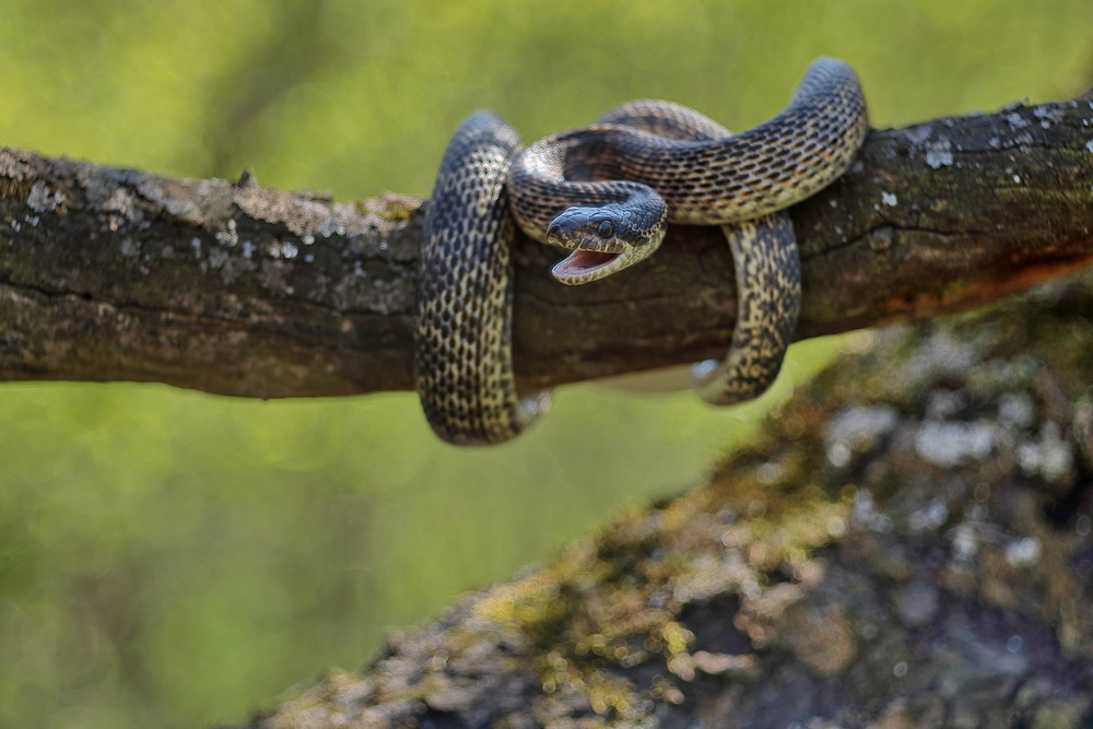 Фотографія Kaa / Сергій Марков / photographers.ua