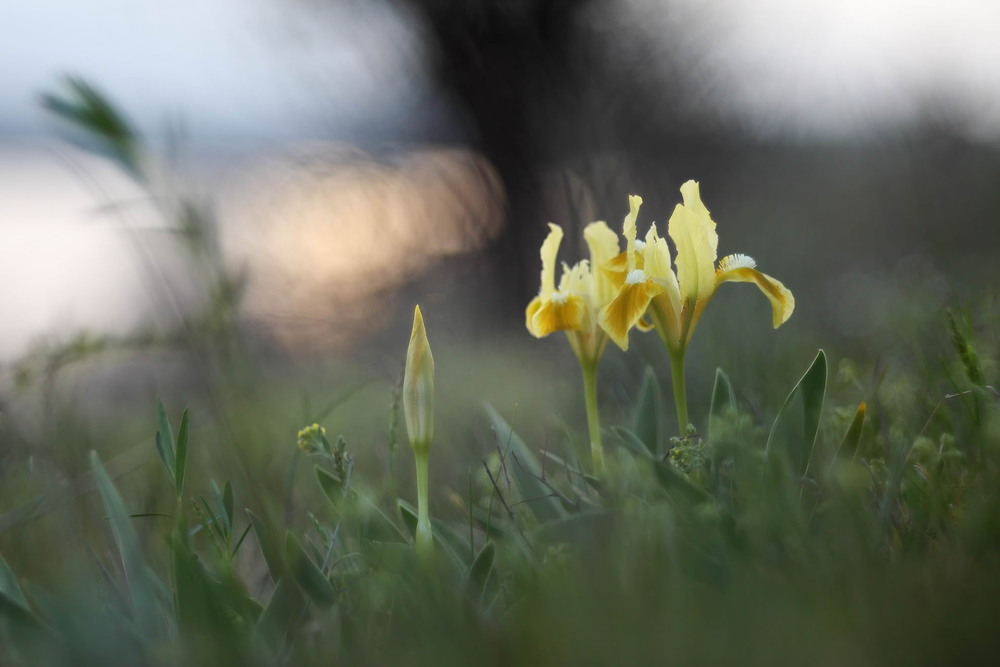 Фотографія Золоті / Сергій Марков / photographers.ua