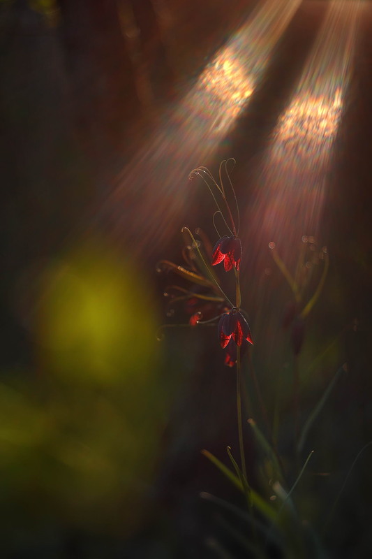 Фотографія A kind of magic / Сергій Марков / photographers.ua