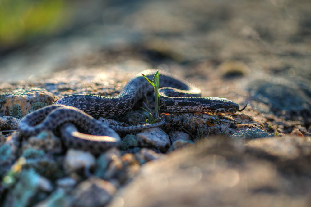 Фотографія Сармат / Сергій Марков / photographers.ua