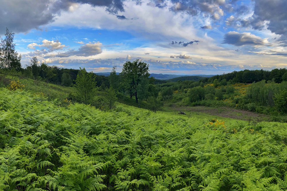 Фотографія Після дощу / Сергій Марков / photographers.ua