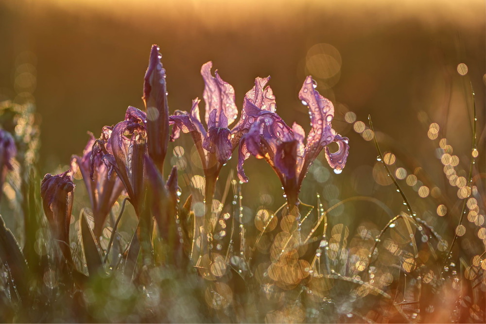 Фотографія Після дощу / Сергій Марков / photographers.ua