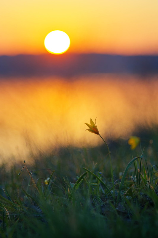 Фотографія Тюльпани / Сергій Марков / photographers.ua