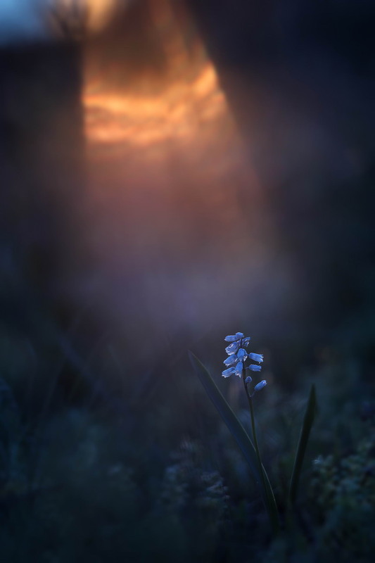 Фотографія Останній промінь сонця / Сергій Марков / photographers.ua