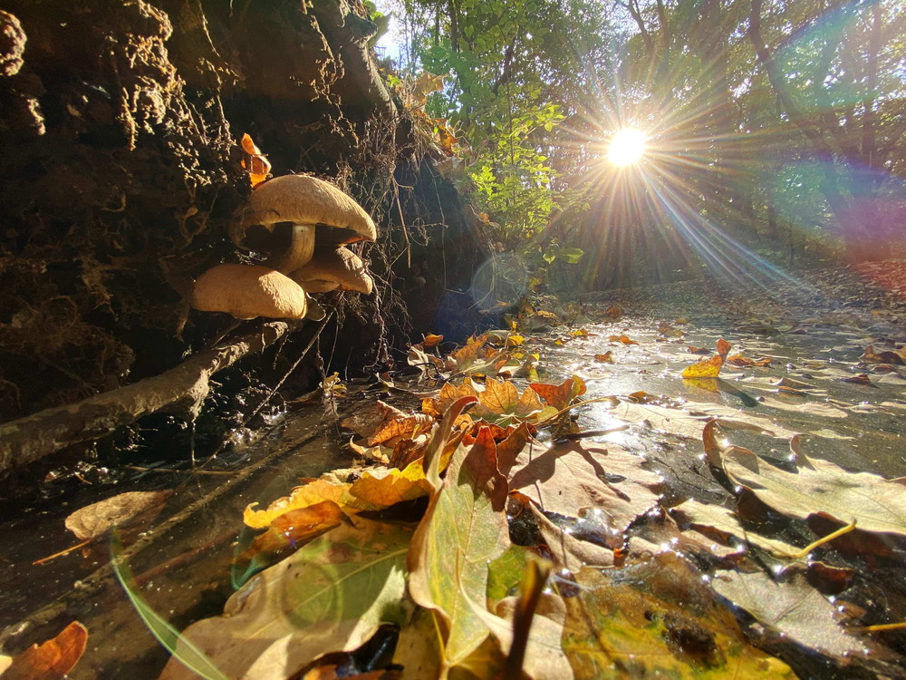 Фотографія Про атмосферу осені / Сергій Марков / photographers.ua