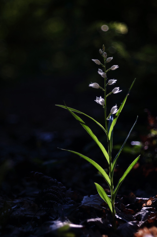 Фотографія У лісі лісі темному / Сергій Марков / photographers.ua