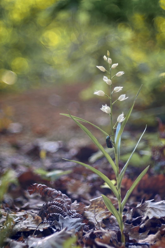 Фотографія Перлини затінку / Сергій Марков / photographers.ua