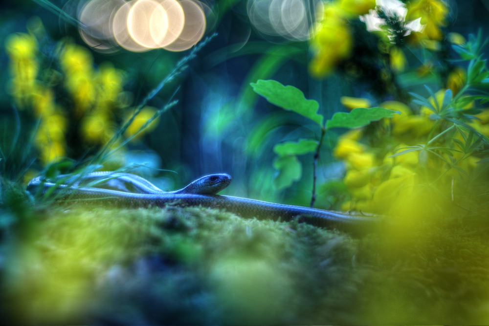 Фотографія World of Avatar / Сергій Марков / photographers.ua