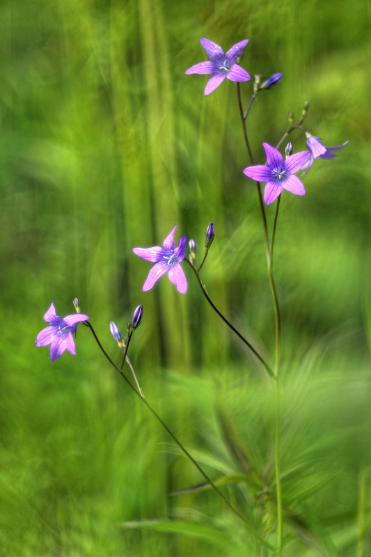Фотографія Cross the grass / Сергій Марков / photographers.ua