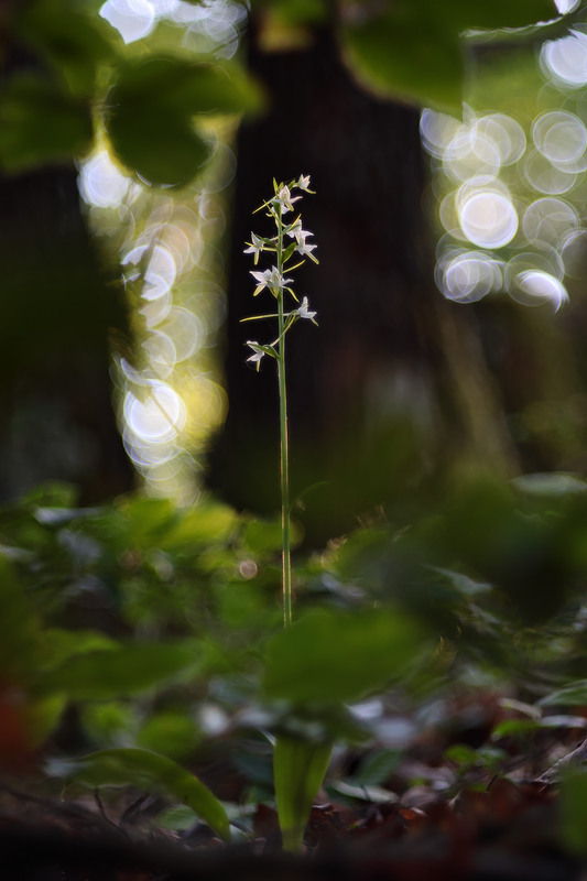 Фотографія В буковому лісі / Сергій Марков / photographers.ua