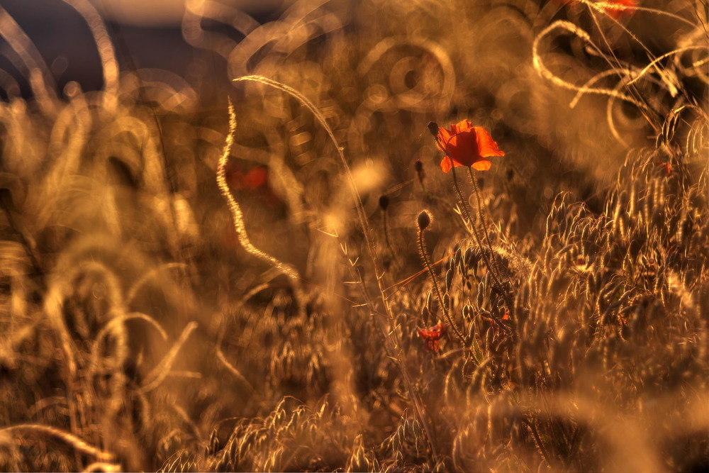 Фотографія Вечірня феєрія / Сергій Марков / photographers.ua