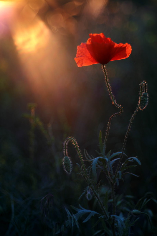 Фотографія Чарівний червоний червень / Сергій Марков / photographers.ua
