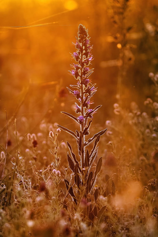 Фотографія Синяк / Сергій Марков / photographers.ua