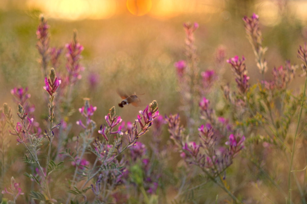 Фотографія Язикан / Сергій Марков / photographers.ua