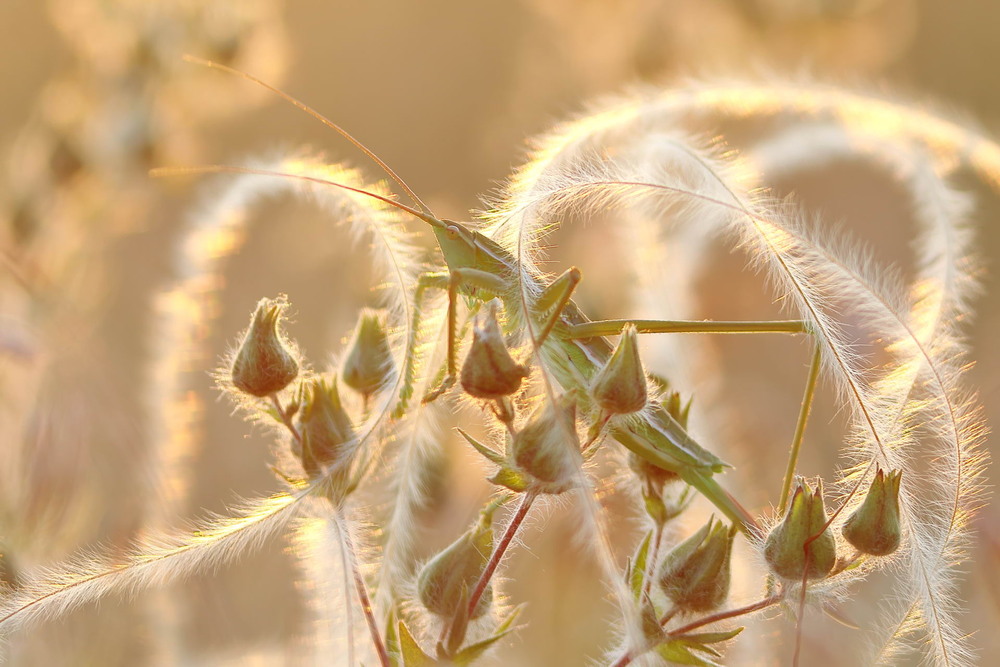 Фотографія Боа / Сергій Марков / photographers.ua