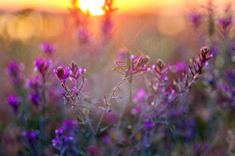 Фотографія Дибка / Сергій Марков / photographers.ua