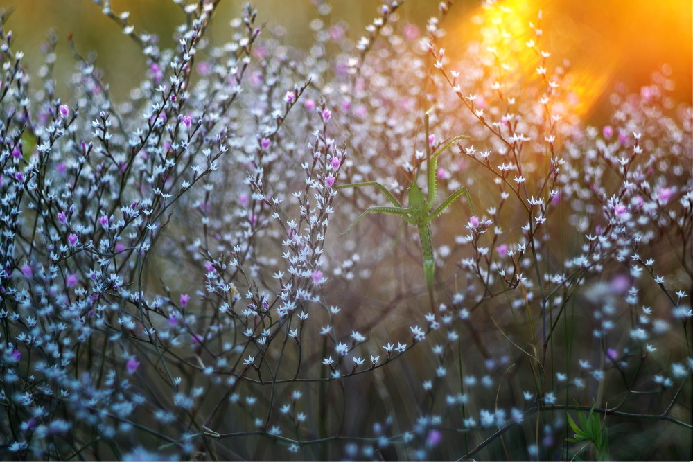 Фотографія Вечірні дива / Сергій Марков / photographers.ua