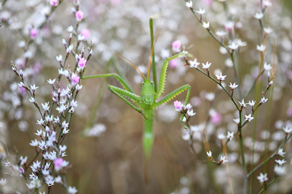 Фотографія Дибка / Сергій Марков / photographers.ua