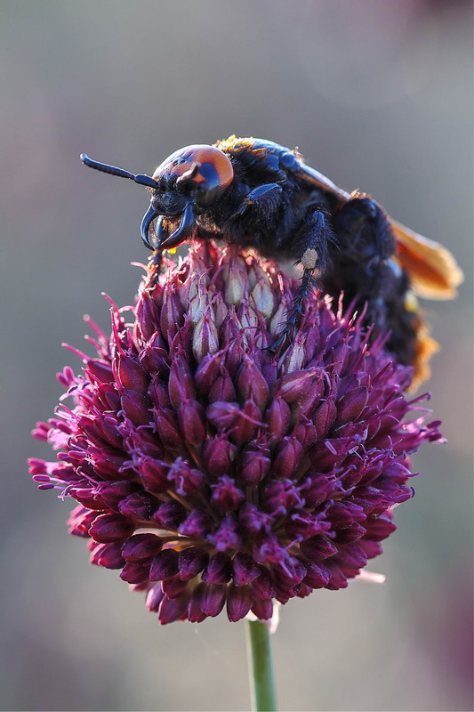Фотографія Сколія / Сергій Марков / photographers.ua