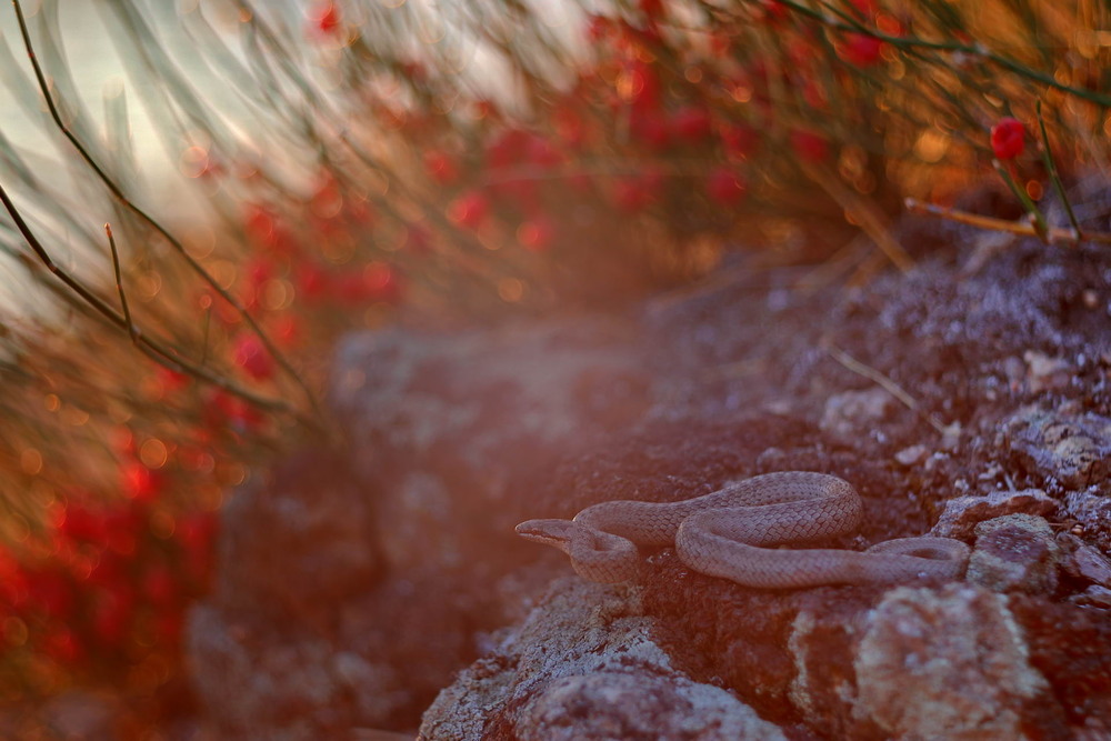 Фотографія Мідяночка / Сергій Марков / photographers.ua
