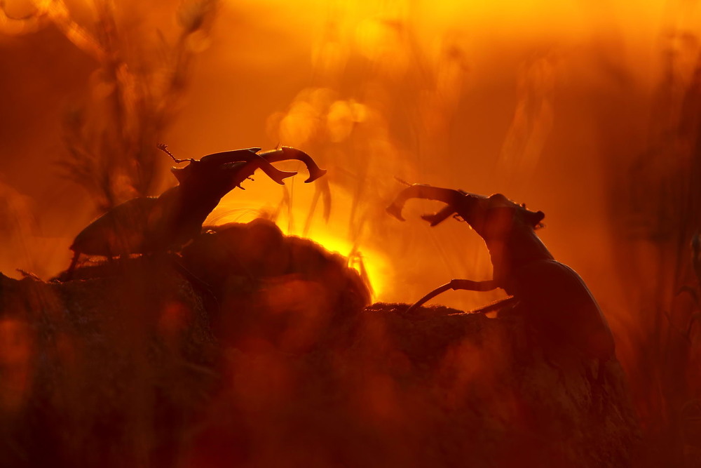 Фотографія Пекельна битва / Сергій Марков / photographers.ua