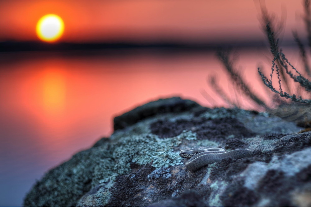 Фотографія Спостерігає як день догаряє / Сергій Марков / photographers.ua