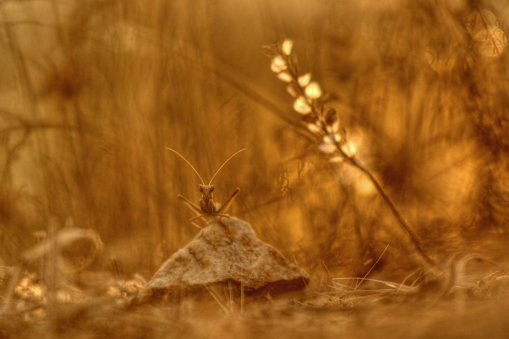 Фотографія Природна сепія / Сергій Марков / photographers.ua