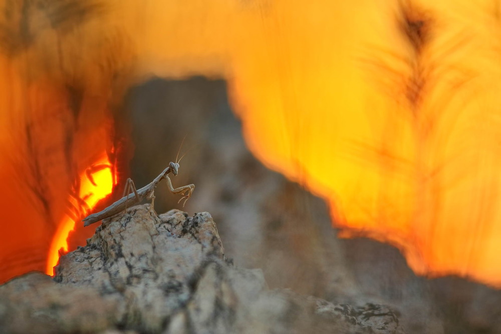 Фотографія Спека / Сергій Марков / photographers.ua