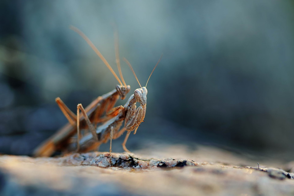 Фотографія Lightheaded horseman / Сергій Марков / photographers.ua