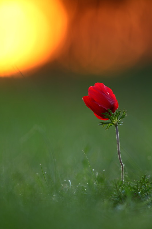Фотографія Червона квіточка / Сергій Марков / photographers.ua