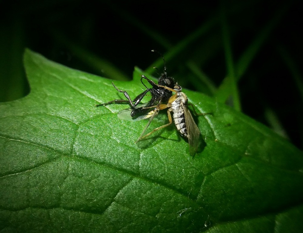Фотографія Маленький Ктырь - голодный Ктырь / Базарный Александр / photographers.ua
