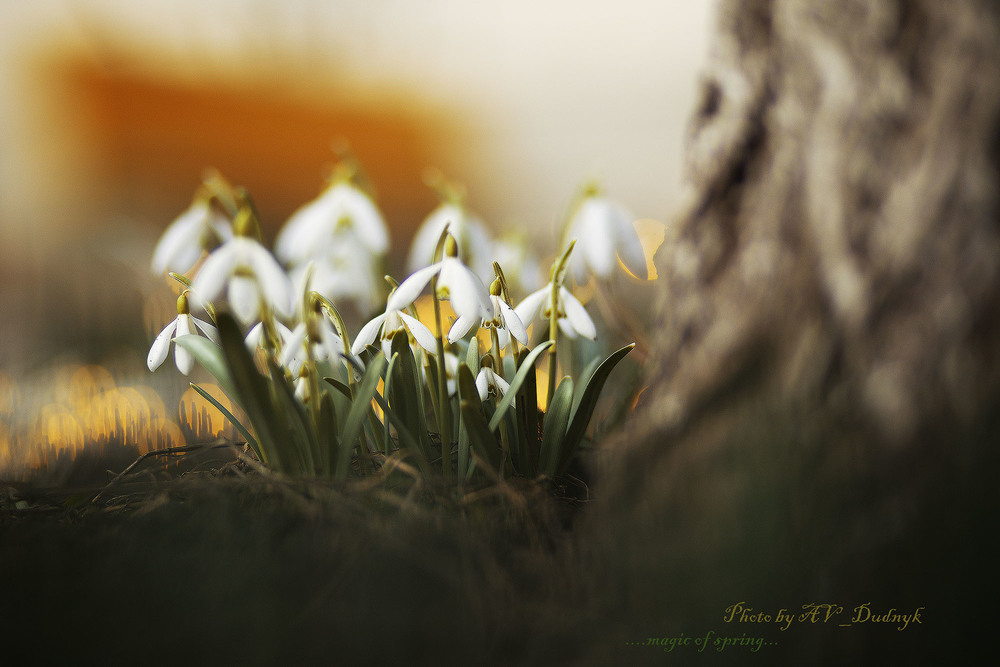 Фотографія весна / Анна Дудник / photographers.ua