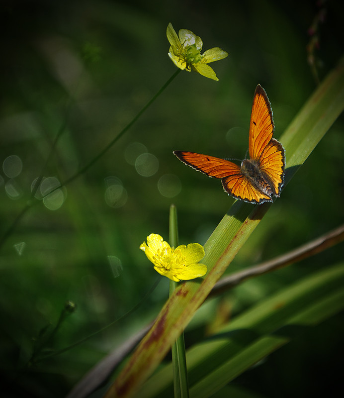 Фотографія Про бабочку... / Яна Гайворонская / photographers.ua