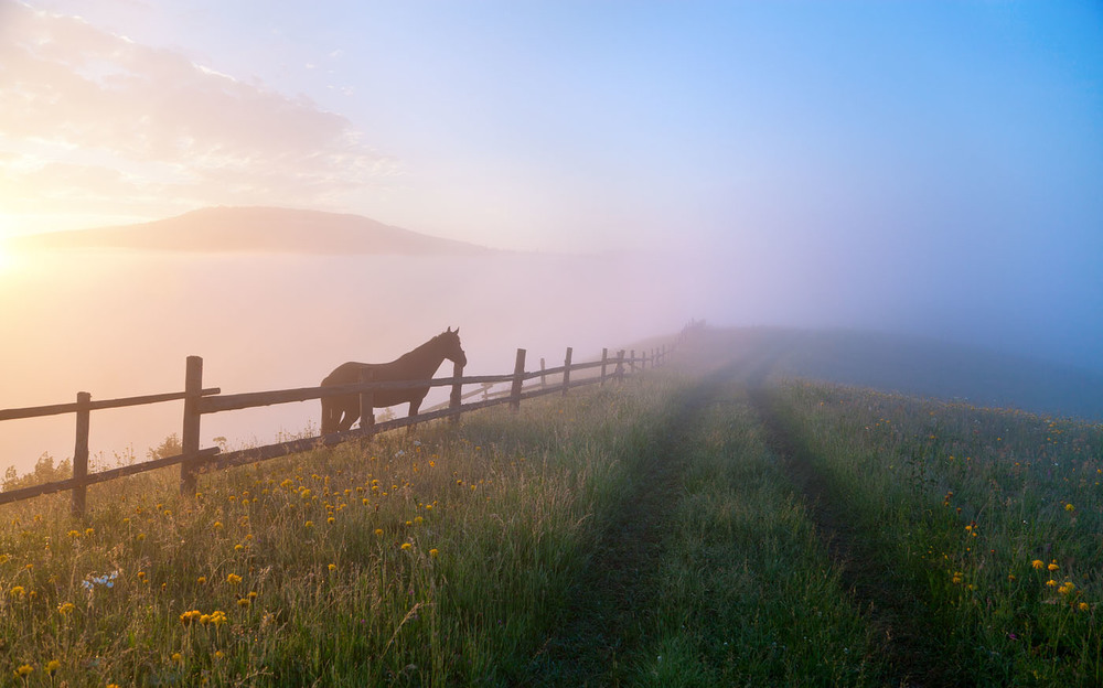 Фотографія Красный конь / Юлія Рублевська / photographers.ua