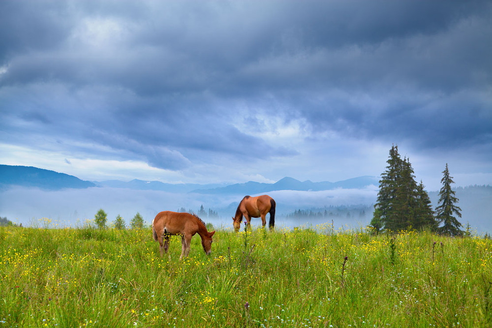 Фотографія Запрягайте, хлопці, коні... / Юлія Рублевська / photographers.ua