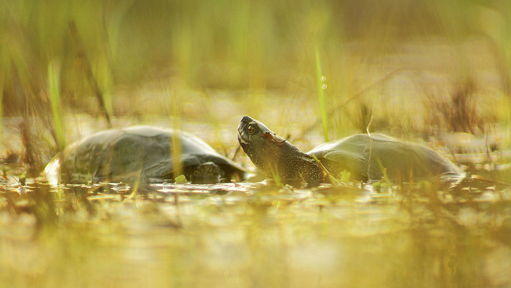 Фотографія болотяні черепахи / Роман Рысь / photographers.ua