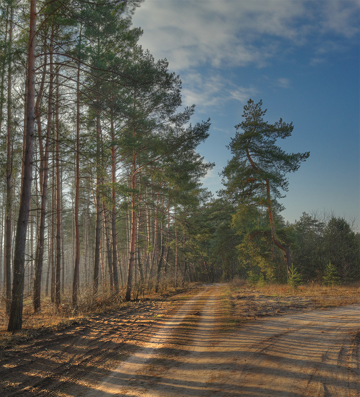 Фотографія Шлях до лісу / Роман Рысь / photographers.ua
