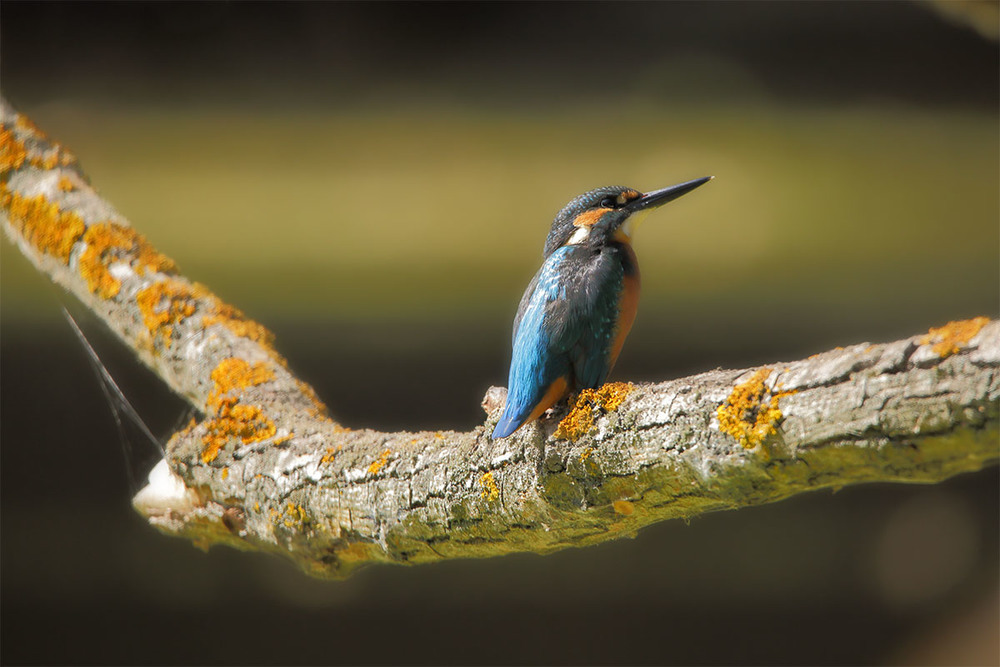 Фотографія Kingfisher / Роман Рысь / photographers.ua