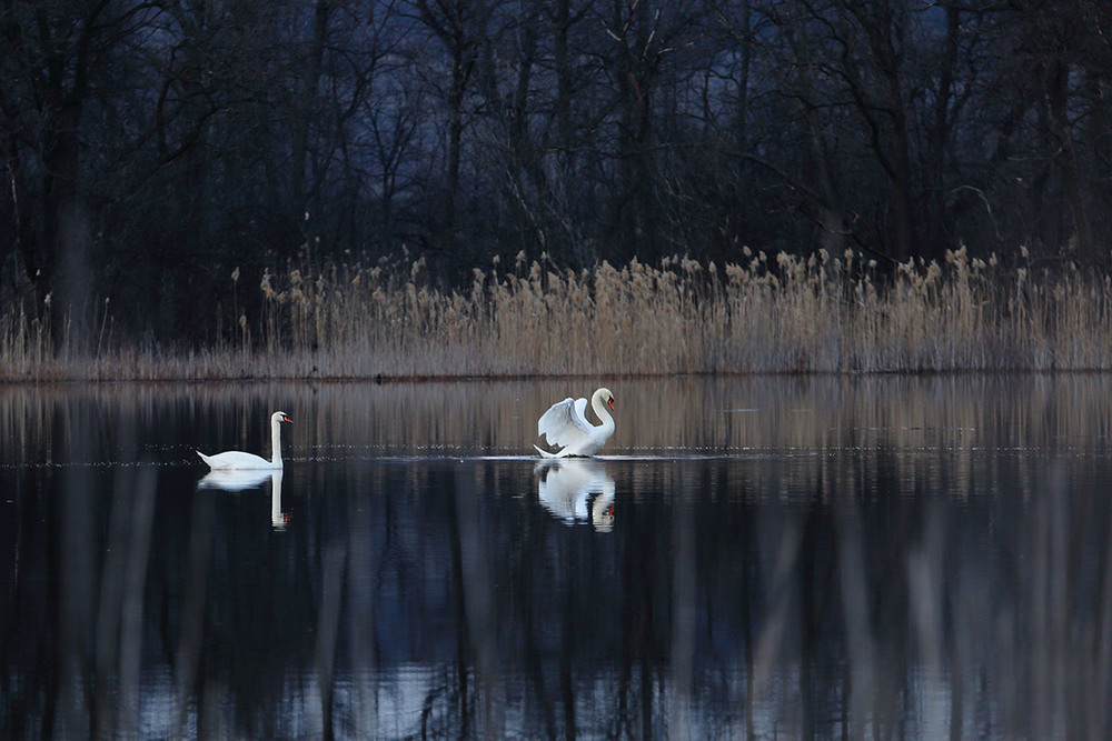 Фотографія Білий танок в темних водах / Роман Рысь / photographers.ua