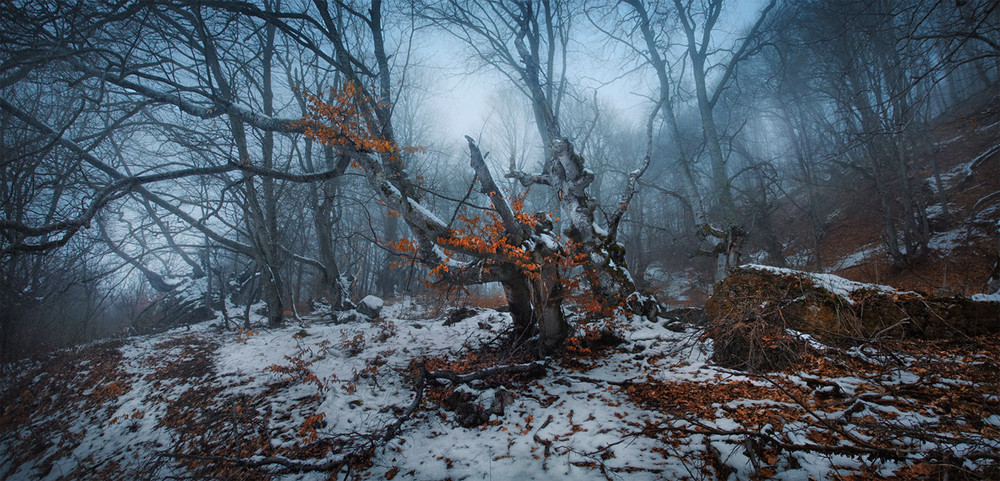 Фотографія Как приснилась лесу осень.. / Yuriy Gulyaev / photographers.ua