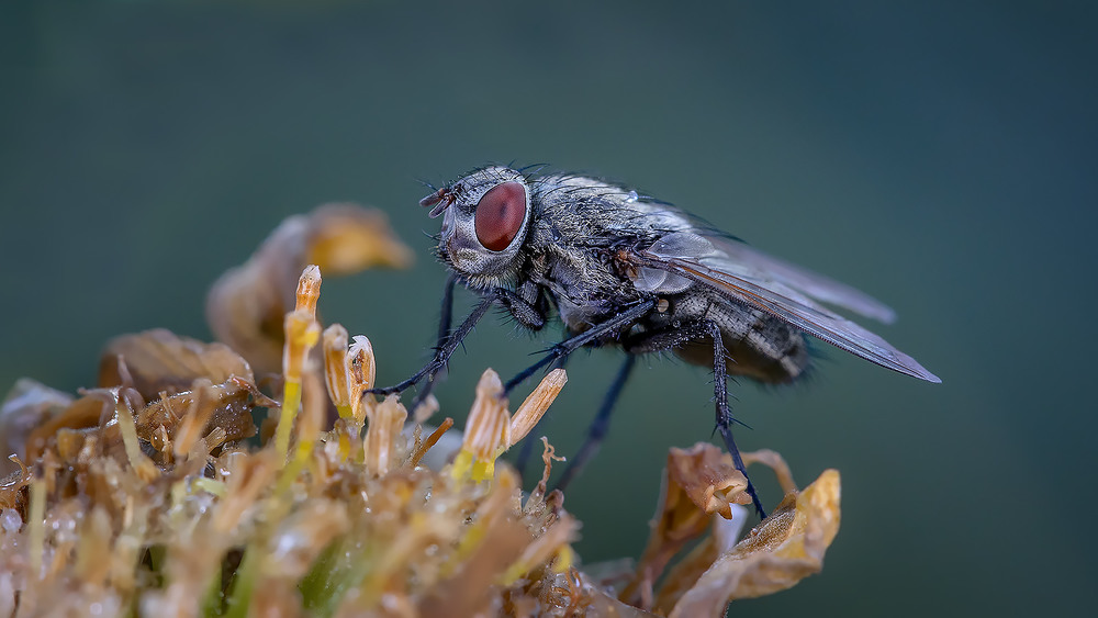 Фотографія Старенькая муха.. / Andrey / photographers.ua