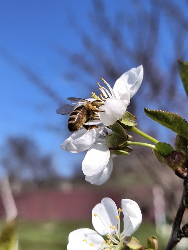 Фотографія Макро / Віталій Viv / photographers.ua