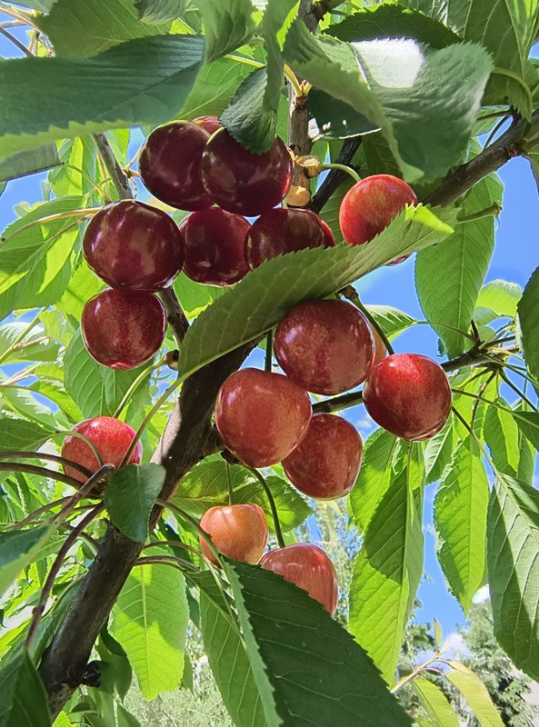 Фотографія Макро / Віталій Viv / photographers.ua