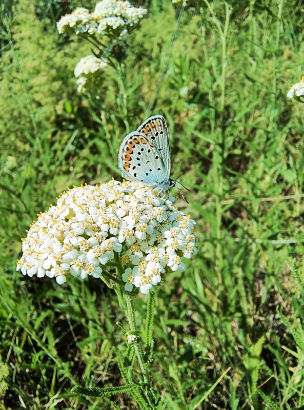 Фотографія Макро / Віталій Viv / photographers.ua