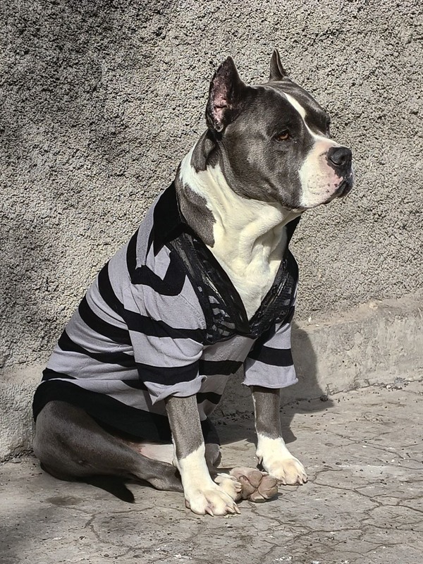 Фотографія Животные / Віталій Viv / photographers.ua