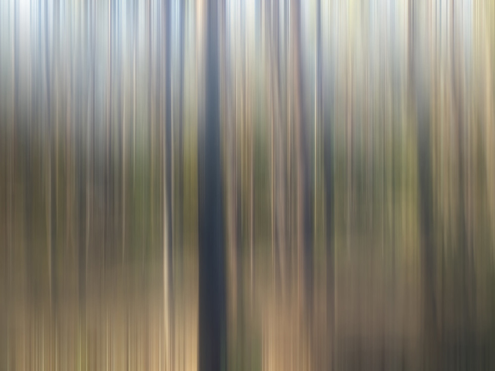 Фотографія Dynamic Forest / Свят Филатов / photographers.ua