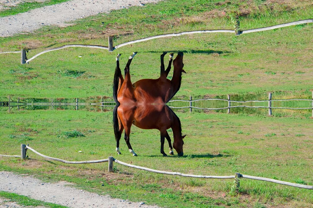 Фотографія Horse (surreal #1) / Свят Филатов / photographers.ua