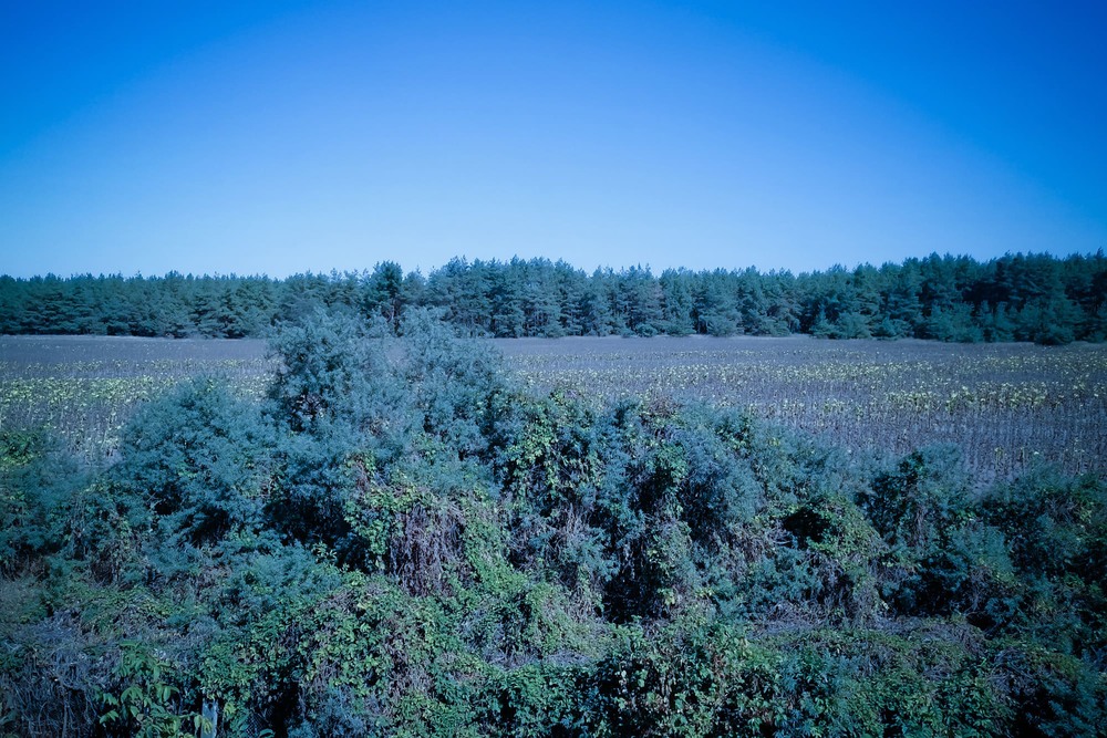 Фотографія Синий лес / Blue forest / Свят Филатов / photographers.ua