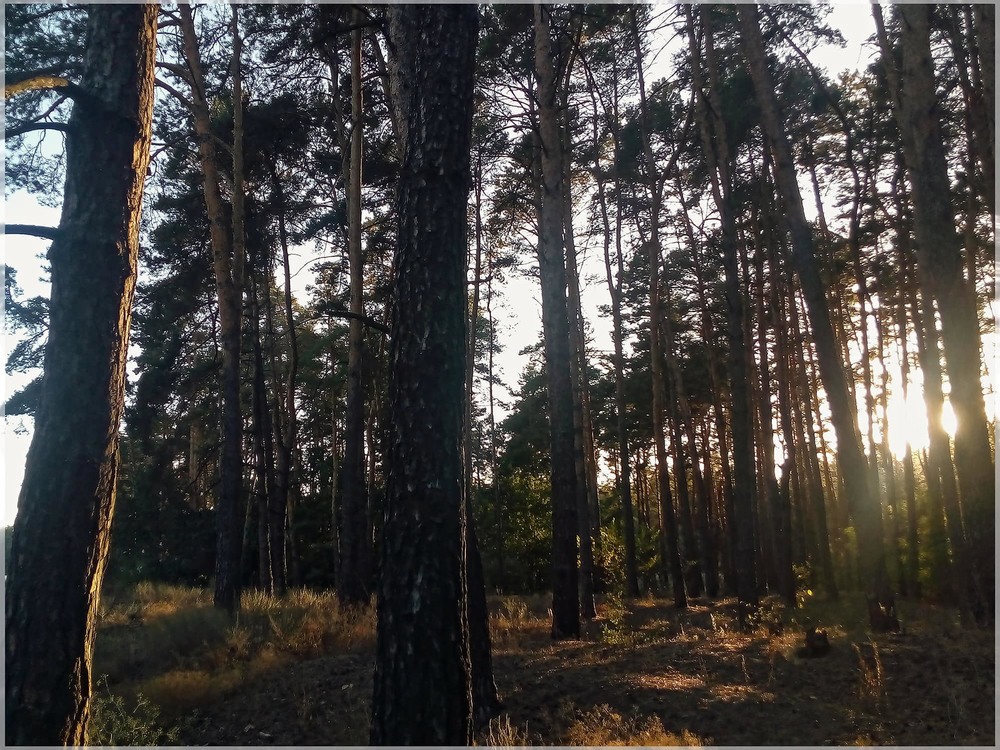 Фотографія Прохладный лес. Возвращение / Свят Филатов / photographers.ua